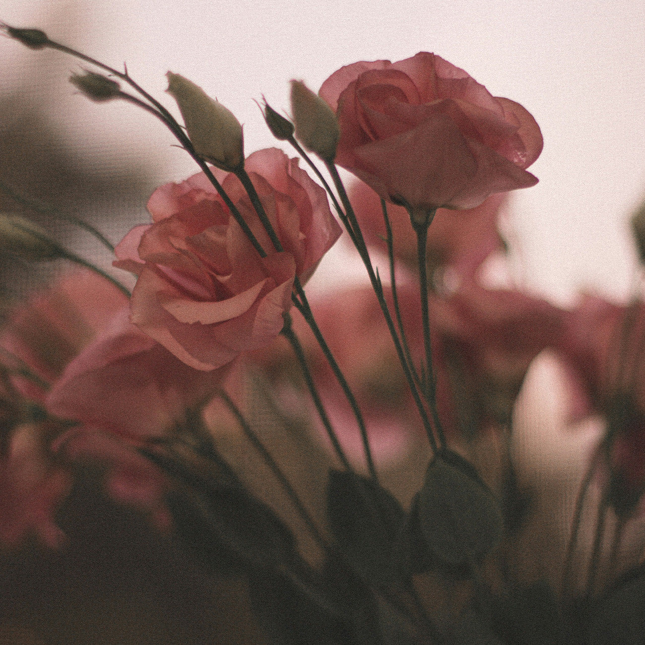 3212 Pandora's Secret|Perfume Shampoo